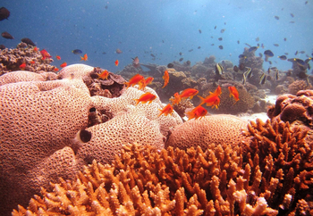 Fundu Lagoon: Tauchen