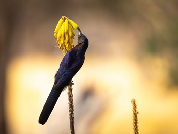 Gham Dhao Lodge Gham Dhao Lodge: Sunbird
