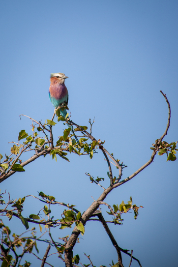Gomoti Plains Camp: Tiere und Landschaft