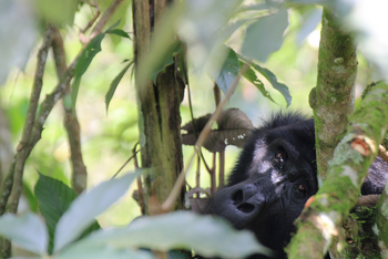 Haven Lodge: Gorillagesicht