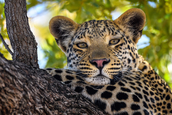Jao Camp: Ruhender Leopard