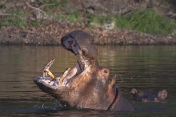 KaingU Safari Lodge: Nilpferdrachen