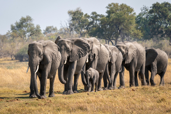 King's Pool Camp King's Pool Camp: Elefantenherde