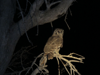 Kujwana Camp: Bindeneule