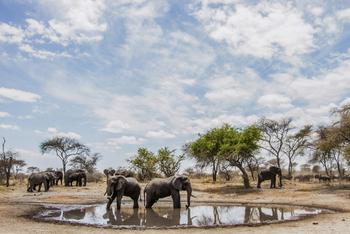 Little Chem Chem: Stillstehende Elefanten im Wasserloch