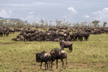 Melia Serengeti Lodge: Gnuherde