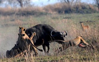 Mukambi Busanga Plains Camp: Löwenattacke