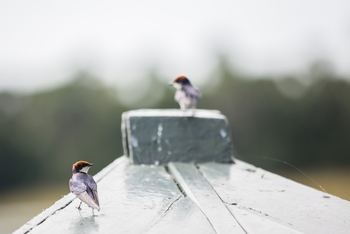 Mvuu Lodge: Schwalben