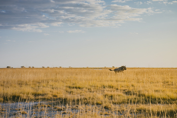 Nata Lodge Nata Lodge: Gnu