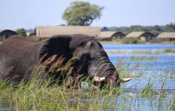 Nkasa Lupala Tented Lodge: Elefant vor dem Camp