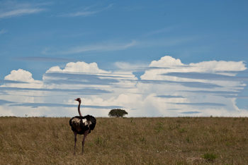 Sala's Camp: Strauß