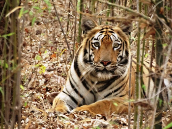 Svasara Jungle Lodge: Decdoh Cub