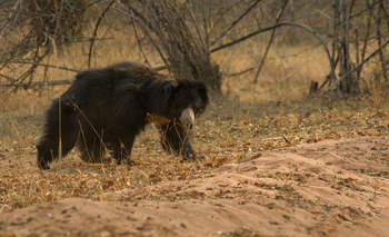 The Oberoi Vindhyavilas Wildlife Resort: Lippenbär
