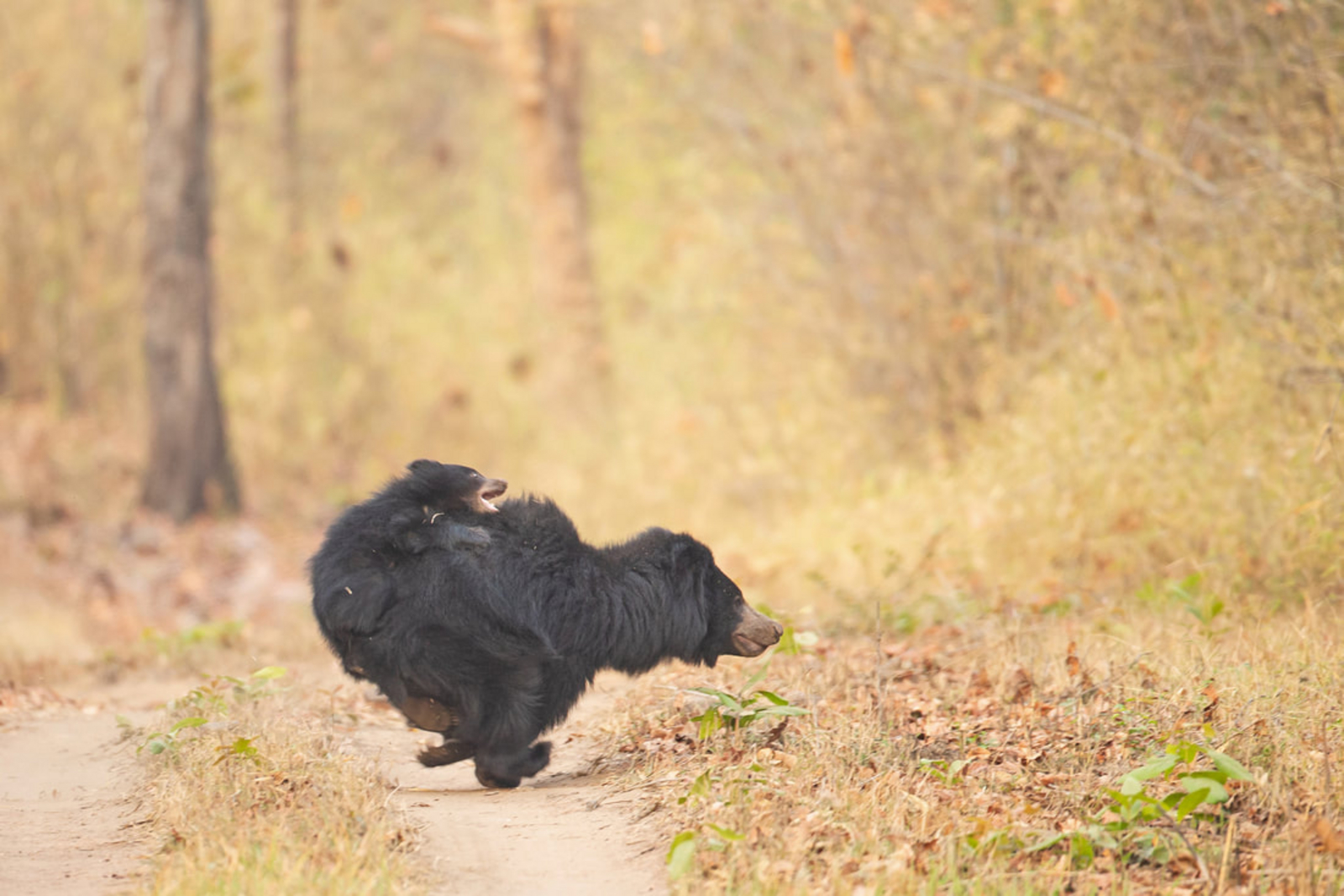 Tigertrails Jungle Lodge Tigertrails Jungle Lodge: Lippenbärin auf der Flucht