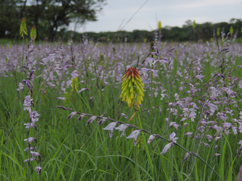 Wasa Lodge: Blütenwiese