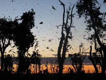 Wasa Lodge: Flughundsilhouetten