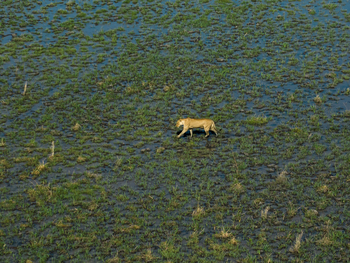 Wilderness Mokete Camp: Löwin