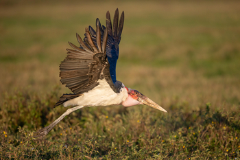 Wilderness Usawa Serengeti Camp: Marabu