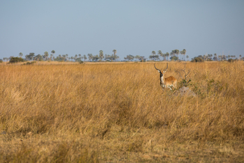 Zarafa Camp: Red Lechwe Bock