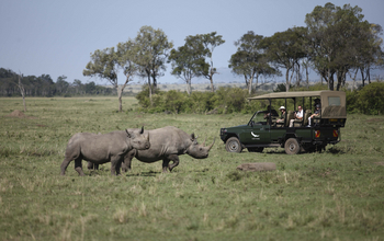 andBeyond Kichwa Tembo Tented Camp: Nashörner am Fahrzeug
