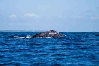 Azura Benguerra Island: Walrücken