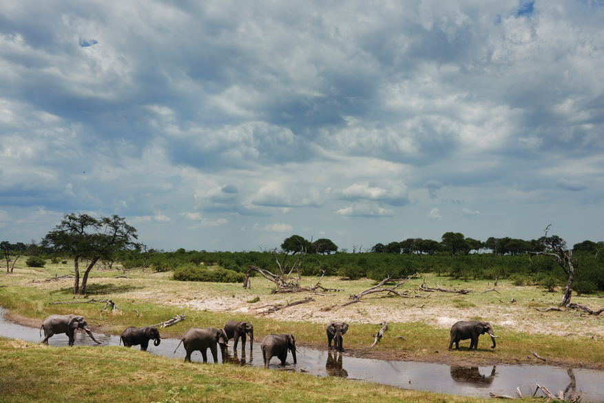 Belmond Savute Elephant Lodge