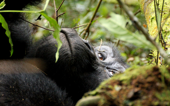 Buhoma Lodge: Ruhender Gorilla