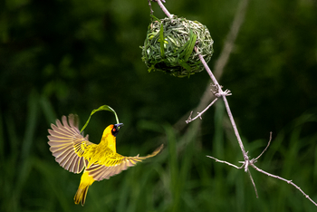 Bushcamp Company: Southern Masked Weaver