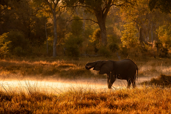 Camp Khwai: Trinkender Elefant