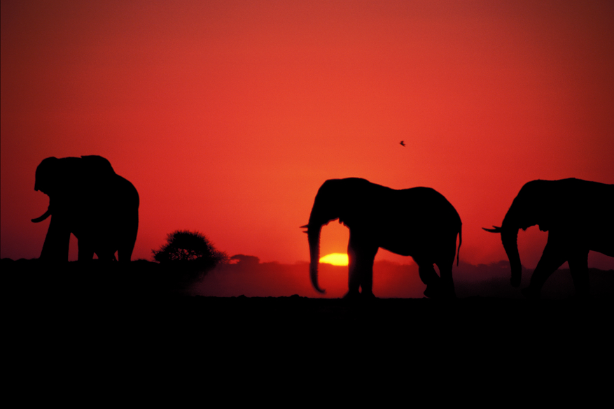 Chobe Elephant Camp