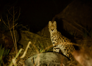 Tusk and Mane Safaris Tusk and Mane Safaris: Serval