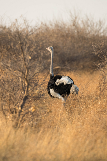 Dinaka Lodge: Strauß