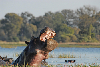 Divava Okavango Lodge and Spa: Nilpferd