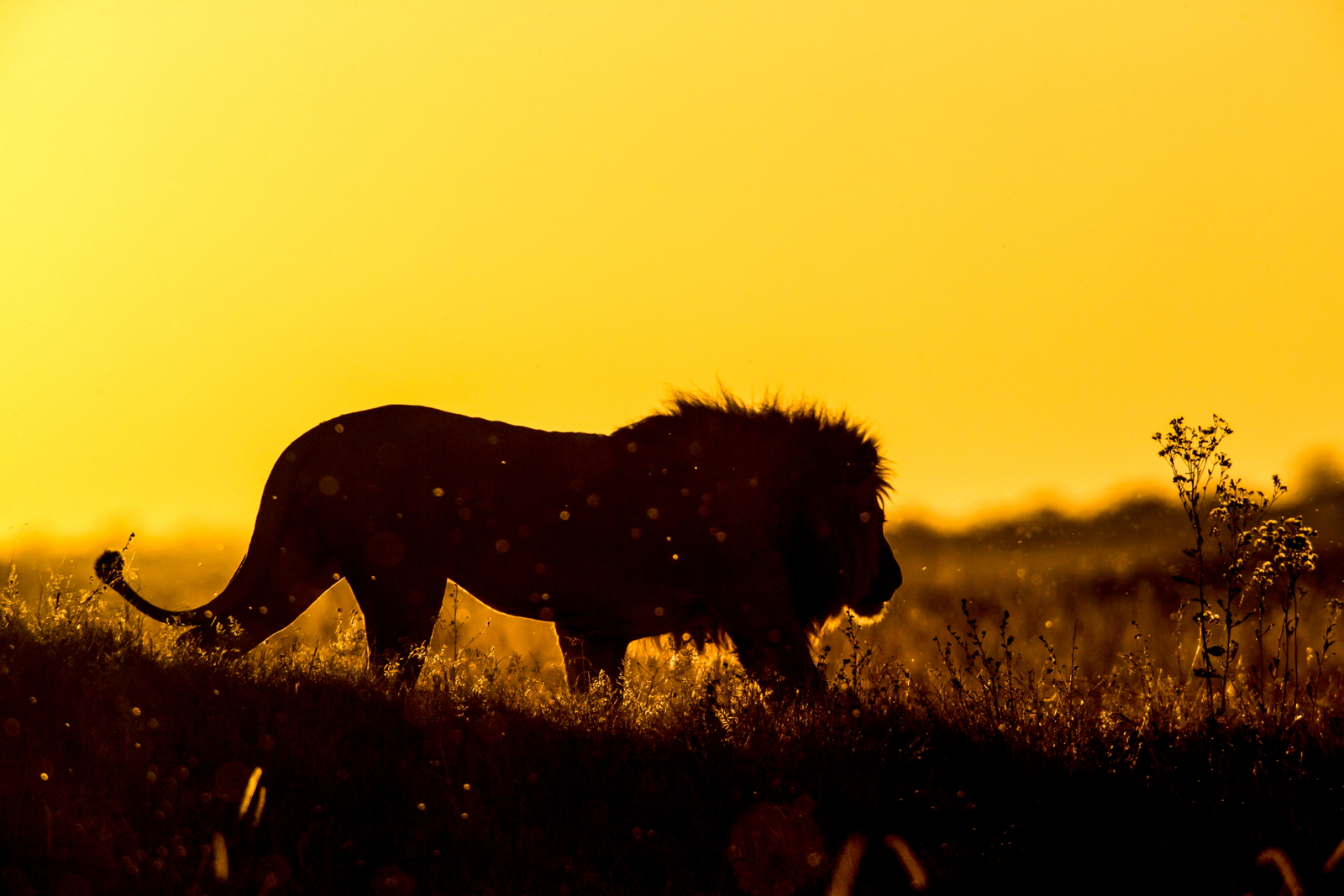 Duba Plains Camp Duba Plains Camp: Löwensilhouette