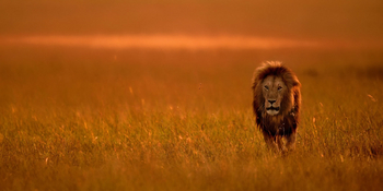 Entim Masai Mara: Löwe
