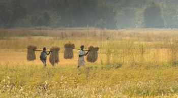 Flame of the Forest Safari Lodge: Strohträger
