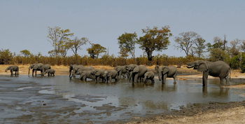 Ghoha Hills Savuti Lodge Ghoha Hills Savuti Lodge: Elefanten im Wasserloch