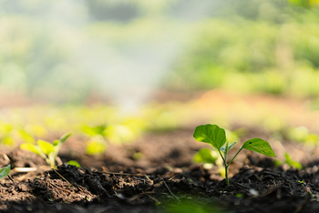 Gibb's Farm: Setzling