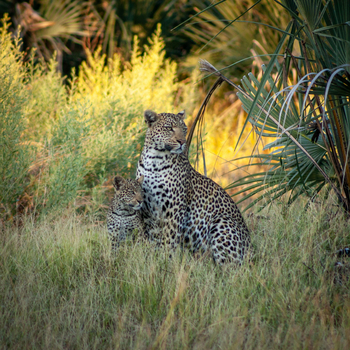 Gomoti Plains Camp: Tiere und Landschaft