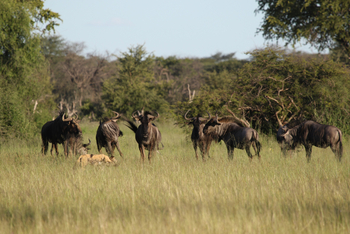 Imvelo Safaris Imvelo Safaris: Gnu Herde hinter Wildhund