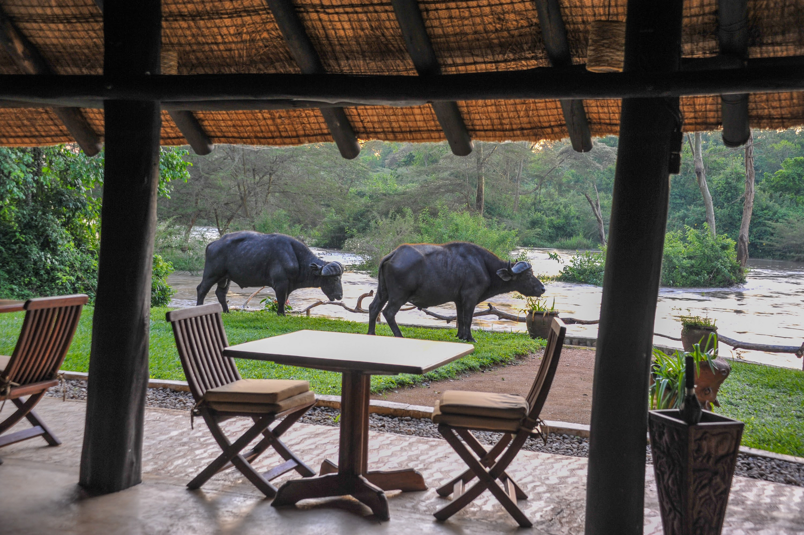 Ishasha Wilderness Camp Ishasha Wilderness Camp: Büffel vor dem Camp