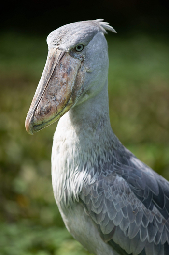 Ishasha Wilderness Camp: Schuhschnabel