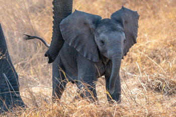 Jao Camp: Elefantenbaby