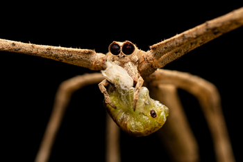 Kaav Safari Lodge: Netzspinne