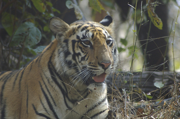 Kanha Jungle Lodge: Tiger