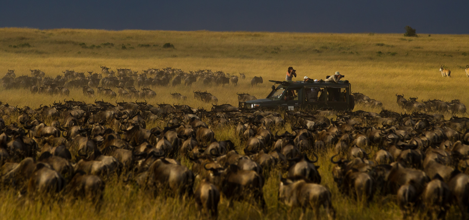 Kicheche Valley Camp Kicheche Valley Camp: Gnuherde