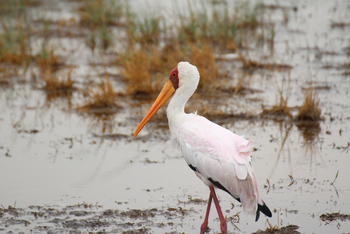 Lake Nakuru Sopa Lodge Lake Nakuru Sopa Lodge: Nimmersattstorch mit Rosy Tint