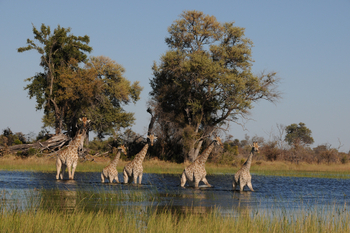 Macatoo Camp: Giraffen im tiefen Wasser