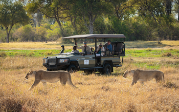 Machaba Camp: Löwenbegegnung