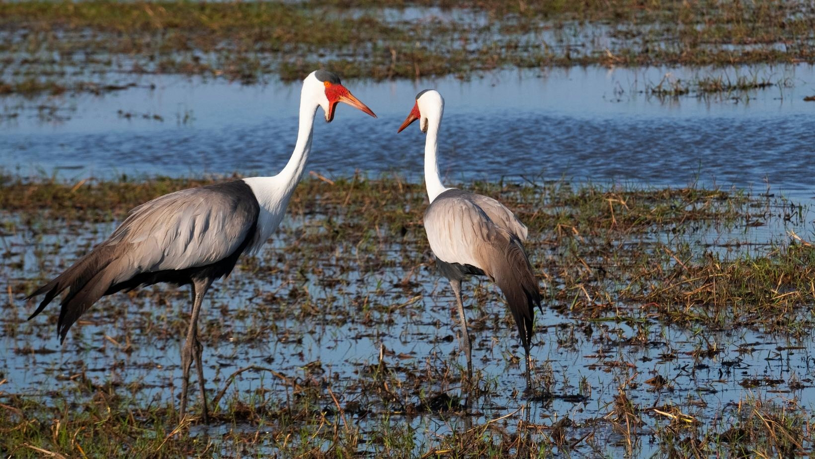 Mukambi Busanga Plains Camp Mukambi Busanga Plains Camp: Klunkerkraniche